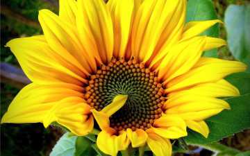 Sunflower Diseases